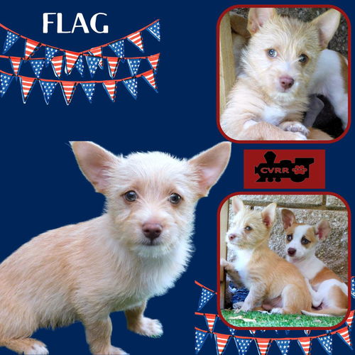 Flag (Puppy)