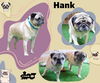Hank (Ritzy)