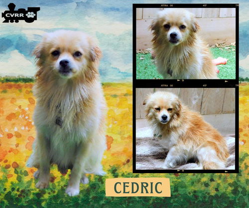 Cedric