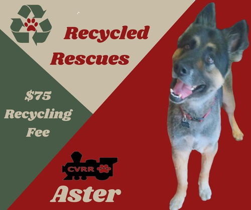 Aster (Recycle)