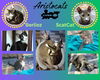 Aristocats (Kitten)