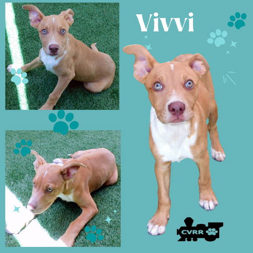 Vivvi (Puppy)