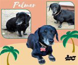 Palmer