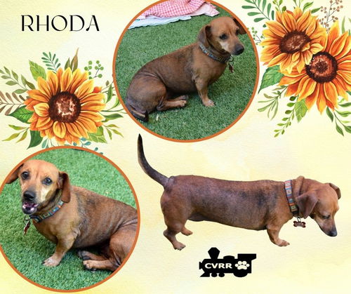 Rhoda
