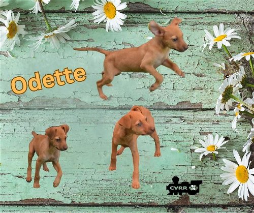 Odette (Puppy)
