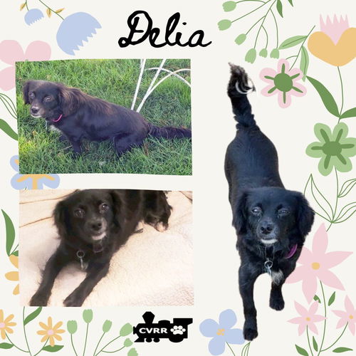 Delia