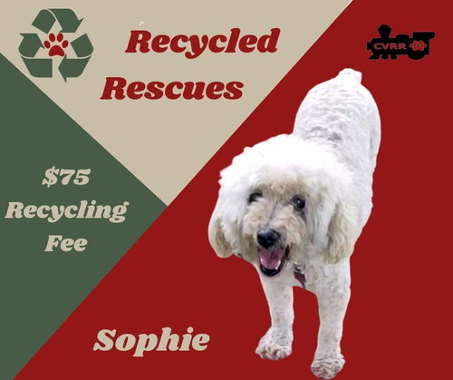 Sophie (Recycle)