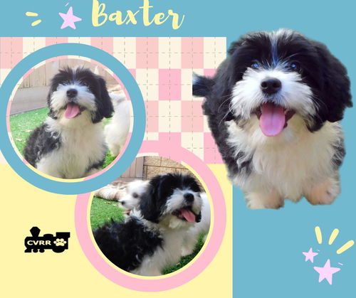 Baxter (Posh Puppy)