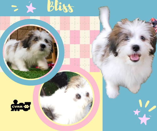 Bliss (Posh Puppy)