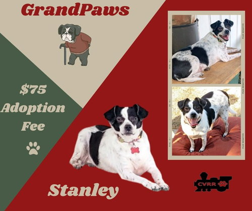 Stanlee (GrandPaws)