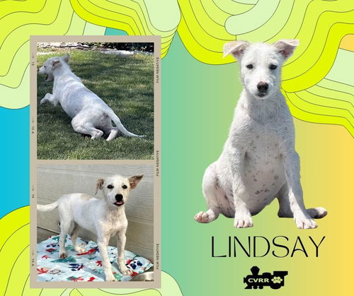 Lindsay (Puppy)