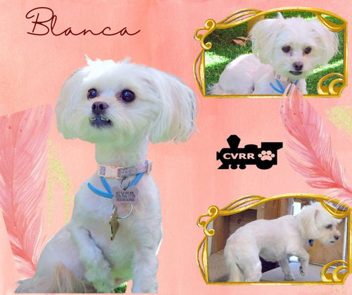 Blanca (Ritzy)