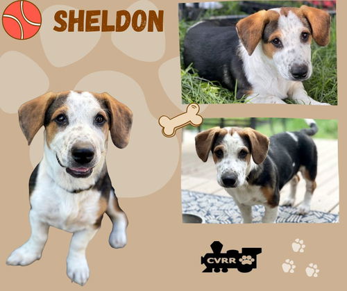 Sheldon