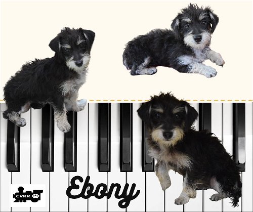 Ebony (Puppy)
