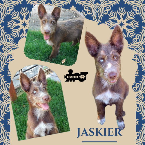 Jaskier (Puppy)