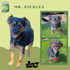 Mr. Pickles