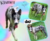 Kismet