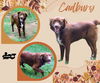 Cadbury