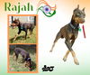 Rajah (Ritzy)