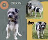 Orson