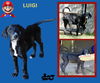 Luigi (Puppy)