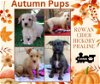 Autumn Pups (Puppy)