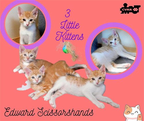 Edward Scissorhand(Kitten)