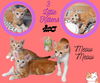 Meow Meow (Kitten)