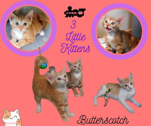 Butterscotch (Kitten)