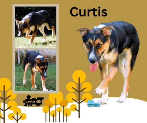 Curtis