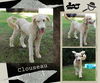 Clouseau (Ritzy)