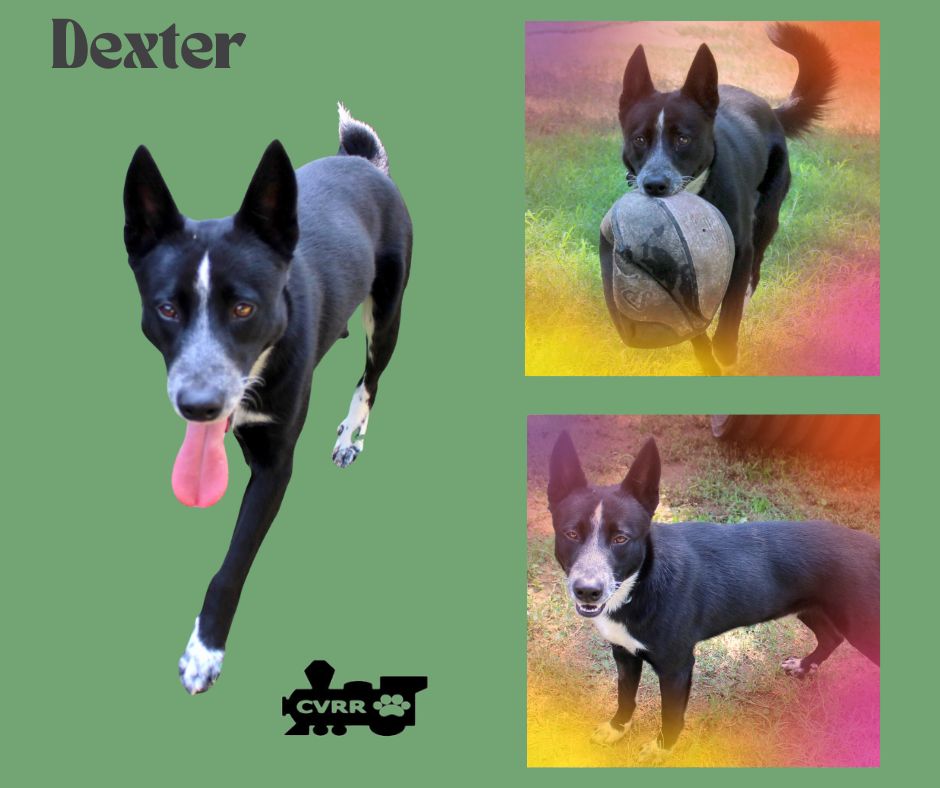 adoptable Dog in Lindsay, CA named Dexter