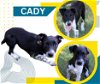 Cady (Puppy)