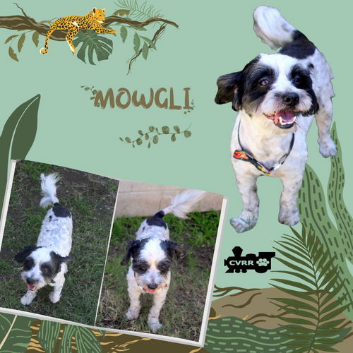 Mowgli(Ritzy)