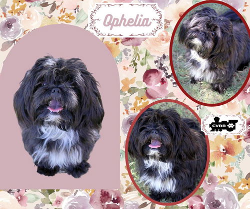 Ophelia (Ritzy)