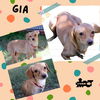 Gia