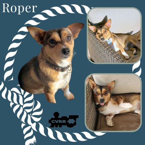 adoptable Dog in Lindsay, CA named Roper