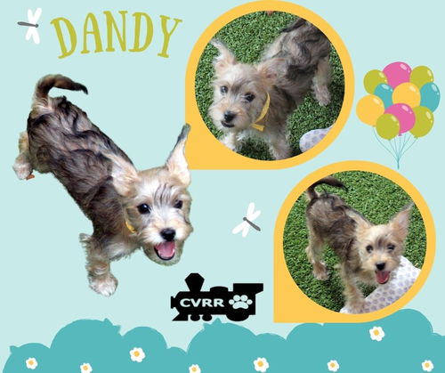 Dandy (Puppy)