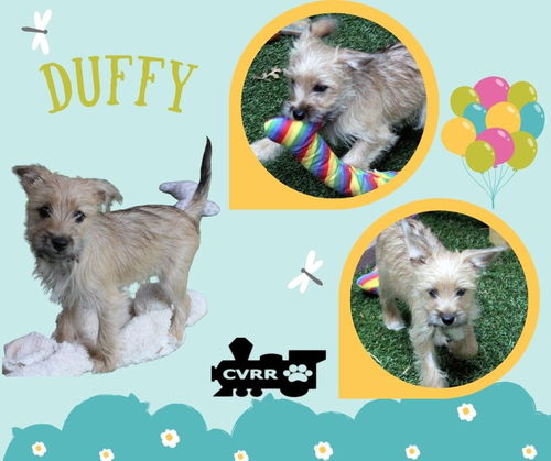 Duffy (Puppy)