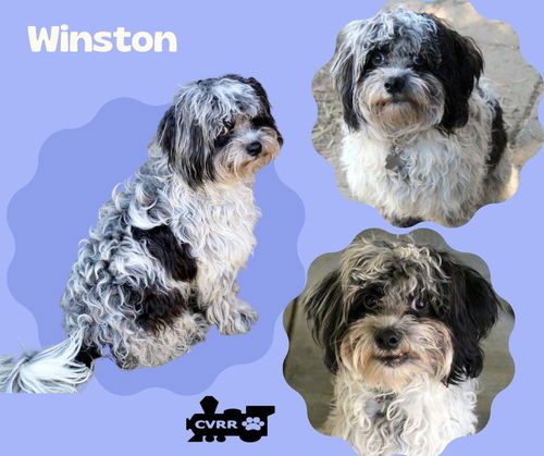 Winston (Ritzy)