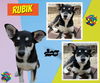Rubik (Puppy)