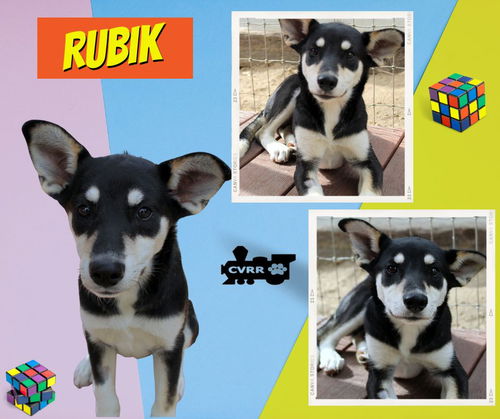 Rubik (Puppy)