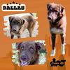 Dallas
