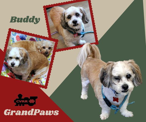 Buddy (GrandPaws)