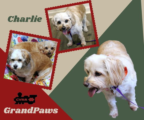 Charlie (GrandPaws)