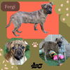 Fergi (Puppy)