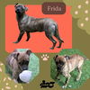 Frida (Puppy)