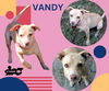 Vandy (Puppy)