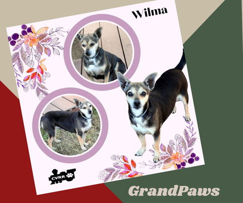 Wilma (GrandPaws)