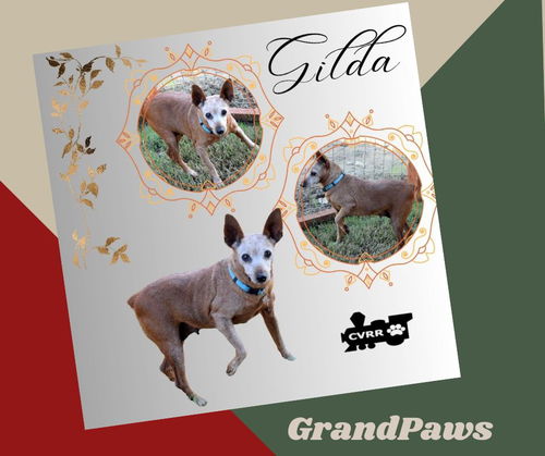 Gilda (GrandPaws)